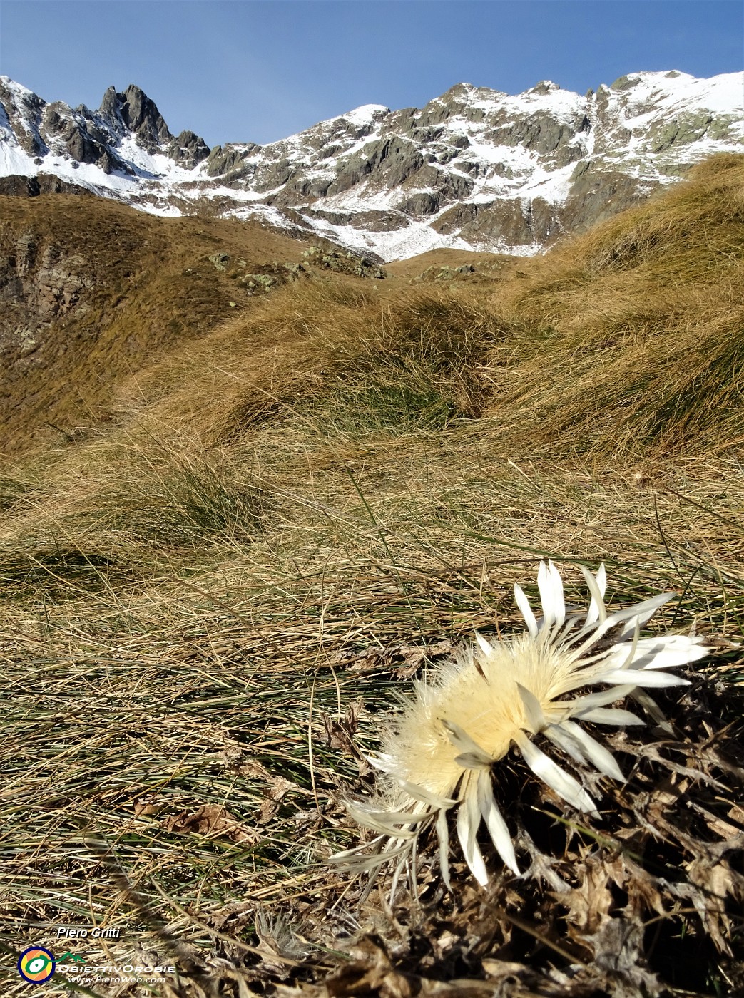 29 Carlina con vista in Valletto-Ponteranica.JPG